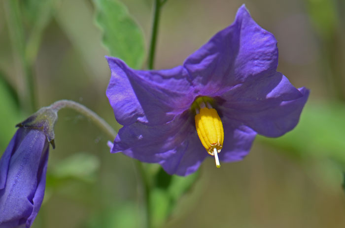 Purple Nightshade has showy flowers variable in color and shade from purple, violet, blue, and lavender and rarely white. Solanum xanti Purple Nightshade has showy flowers variable in color and shade from purple, violet, blue, and lavender and rarely white. Solanum xanti